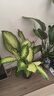 瑪麗安水培植物萬(wàn)年青好養盆栽室內富貴竹辦公室客廳花卉凈化空氣 瑪麗安40-50厘米3棵【不含瓶】 曬單實(shí)拍圖