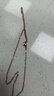 DL 1998胖東來(lái)同款雙環(huán)18K玫瑰金項鏈金雙C靈動(dòng)鉆石女彩金輕奢吊墜鎖骨鏈 雙C靈動(dòng)鉆石項鏈【玫瑰金色】 曬單實(shí)拍圖