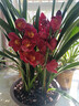 年宵花春節大花惠蘭帶花苞花劍耐寒盆栽春節裝飾綠植過(guò)年年貨花卉 黃金歲月3支花劍 含基地原培育盆高60-80cm，冠幅20cm 曬單實(shí)拍圖
