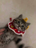 智宙貓咪新年圍脖貓咪圍巾小貓圍脖新年過(guò)年喜慶小貓咪圍兜圍巾新年款 流蘇珍珠褔【建議15斤以下】 曬單實(shí)拍圖