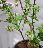 花濺淚 藍莓樹(shù)苗 藍莓苗 盆栽地栽 庭院陽(yáng)臺 南北方種植 果樹(shù)苗 藍莓樹(shù) 黑珍珠 3年苗 當年結果 曬單實(shí)拍圖
