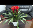 年銷(xiāo)花鴻運當頭春節大型盆栽綠植過(guò)年大鳳梨客廳裝飾送禮好養年貨 【1盆】鴻運當頭小紅星+原盆原土+肥料 【年宵花】鴻運當頭 曬單實(shí)拍圖