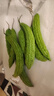 京喜加新鮮苦瓜現摘涼瓜瘦身減脂清熱去火涼拌沙拉綠色生鮮蔬菜夏季去火 早上現摘新鮮發(fā)貨 2斤 曬單實(shí)拍圖