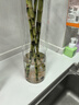 喜藝帶根轉運竹水竹富貴竹植物水養開(kāi)運竹子盆栽客廳室內招財水培綠植 轉運竹彎竹 80厘米 10支 不含瓶 曬單實(shí)拍圖