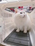 嬉皮狗（hipidog）航空箱貓咪全景天窗撞色外出托運車(chē)載籠子狗狗寵物便攜太空艙貓包 彌雅白-中號帶天窗-15斤內貓犬 貓犬通用 曬單實(shí)拍圖
