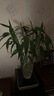 年宵花富貴竹春節水養花卉轉運竹水培植物盆栽過(guò)年裝飾年貨綠植 10枝-65cm富貴竹 標準 曬單實(shí)拍圖