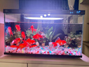 小米智能桌面魚(yú)缸 米家專(zhuān)業(yè)級背濾系統半年免換水 APP定時(shí)喂食水族箱 米家智能魚(yú)缸【標配丨已接入米家APP】 曬單實(shí)拍圖