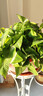 綠有意 綠蘿長(cháng)藤盆栽室內大葉垂吊植物大盆綠籮除甲醛吊綠植水培花卉蘭 360大盆短藤綠蘿帶蓄水盆一盆+肥 曬單實(shí)拍圖