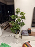嘆為觀(guān)止大型植物發(fā)財樹(shù)各種大顆盆栽開(kāi)業(yè)喬遷客廳辦公室內好養大型花卉 造型鴨腳木【1.4-1.6米】 含盆 曬單實(shí)拍圖