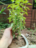 九層塔潮汕金不換盆栽食用主廚房九層塔盆栽食用羅勒植物香料甜羅 4年苗--葉子帶濃香味 不帶盆 曬單實(shí)拍圖