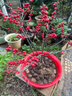 北美冬青苗冬紅果樹(shù)苗盆栽冬青相思豆富貴籽苗發(fā)財果紅果當年接果 3年盆栽苗(帶果發(fā)貨 40cm(含)-50cm(不含) 曬單實(shí)拍圖