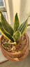 金邊虎皮蘭新房辦公室多肉植物花卉白玉虎皮蘭長(cháng)腳虎皮蘭綠植盆栽 3棵金邊虎皮蘭+1個(gè)加侖盆送底托 曬單實(shí)拍圖