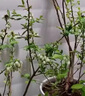 花濺淚 藍莓樹(shù)苗 藍莓苗 盆栽地栽 庭院陽(yáng)臺 南北方種植 果樹(shù)苗 藍莓樹(shù) 黑珍珠 3年苗 當年結果 曬單實(shí)拍圖