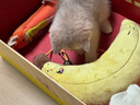 ZEZE香蕉寵物抱枕貓玩具自嗨解悶逗貓棒狗狗玩具耐咬拉扯寵物用品 曬單實(shí)拍圖
