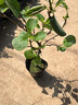 獼猴桃樹(shù)果苗雌雄同株獼猴桃苗徐香嫁接南北方種植庭院四季可種植 【當年結果】翠香4年（雌雄同株）適合新手種 30cm(含)-40cm(不含) 曬單實(shí)拍圖