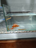 黃金鰍冷水清道夫金龍清潔工具魚(yú)無(wú)需打氧好養耐活觀(guān)賞魚(yú)泥鰍 黃金泥鰍5-8厘米5條包活4條 曬單實(shí)拍圖