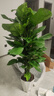 愛(ài)優(yōu)尚大葉綠蘿柱盆栽客廳大型綠植辦公室內除甲醛凈化空氣綠籮源頭直發(fā) 曬單實(shí)拍圖