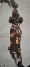 曇蓓漫柯基衣服保暖小型犬中大型狗狗衣服加厚柯基冬季衣服護肚子防掉毛 狗狗保暖背心（咖色）2XL碼（建議15-18斤） 曬單實(shí)拍圖