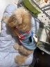 阿莫爾可牽引狗狗衣服秋冬裝泰迪比熊博美小型犬寵物貓咪保暖可愛(ài)四腳衣 紅條紋卡通小狗【可牽引】 S 建議3-5斤 具體參考尺碼表 曬單實(shí)拍圖