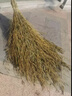 姚河竹掃把大號老式馬路掃帚庭院戶(hù)外掃把工廠(chǎng)車(chē)間專(zhuān)用笤帚一體五把裝 曬單實(shí)拍圖