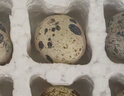 京喜加新鮮現撿農家雜糧喂養新鮮生鵪鶉蛋8g批發(fā)農家生鮮買(mǎi)菜 150枚生鮮鵪鶉蛋 曬單實(shí)拍圖