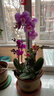 歐芽  蝴蝶蘭盆栽帶花劍蘭花大苗客廳室內植物耐寒花卉好養活 雙梗帶花【寶貝+育苗盆】 曬單實(shí)拍圖
