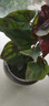 紅掌盆栽鴻運當頭綠蘿花卉植物室內花水培白掌綠植發(fā)財樹(shù)凈化空氣 特級紅掌5-8朵花[原盆] 曬單實(shí)拍圖
