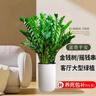 室內大型綠植大葉金鉆盆栽 四季長(cháng)青凈化空氣室內花卉盆栽 50厘米高一盆 曬單實(shí)拍圖