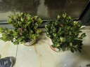 四季常青金魚(yú)花吊蘭盆栽室內綠植花卉多肉植物發(fā)財樹(shù)好養易活客廳 01：金魚(yú)吊蘭原土盆【買(mǎi)1送1發(fā)兩盆】 曬單實(shí)拍圖
