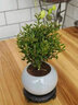 BEYZK小葉赤楠老樁盆景苗植物花卉微景觀(guān)水培辦公室桌面擺件好養常青盆 小葉赤楠6年大苗+原生盆+肥料 含盆 曬單實(shí)拍圖