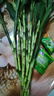 富貴竹粗桿帶根水培植物客廳水培土養水養好養活轉運盆栽綠植 精選】富貴竹83厘米10棵+送生根粉 曬單實(shí)拍圖