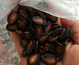 正林黑瓜子1.5A五香甘草味散貨西瓜子2500g/袋（新舊圖標隨機發(fā)放） 曬單實(shí)拍圖