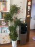 愛(ài)優(yōu)尚幸福樹(shù)盆栽客廳室內大型綠植辦公室喬遷新家凈化綠寶空氣源頭直發(fā) 曬單實(shí)拍圖