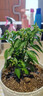 辣椒盆栽帶果朝天椒泡椒可食用五彩椒苗室內陽(yáng)臺綠植花卉盆栽 大盆彩椒盆栽（原盆原土）送肥料 曬單實(shí)拍圖