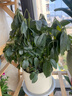 花翁水培盆栽花卉綠植一帆風(fēng)順A級大盆白掌（荷花瓷盆）源頭直發(fā) 曬單實(shí)拍圖