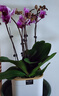 愛(ài)優(yōu)尚蝴蝶蘭帶花苞盆栽秋冬蘭花苗年宵花四季花卉植物紫六室內源頭直發(fā) 曬單實(shí)拍圖