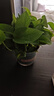 綠蘿盆栽室內植物好養客廳綠植辦公室綠籮吸水 大盆綠蘿2盆+綠加倫盆2個(gè) 帶盆栽好 曬單實(shí)拍圖