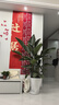愛(ài)優(yōu)尚天堂鳥(niǎo)綠植盆栽客廳室內辦公室大型綠植好養凈化空氣源頭直發(fā) 曬單實(shí)拍圖