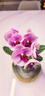 年宵花春節蝴蝶蘭盆栽花苗桌面裝飾花卉植物四季好養綠植過(guò)年貨 粉色系蝴蝶蘭-裸苗（帶花苞+半開(kāi)放） 曬單實(shí)拍圖
