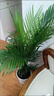 溥畔客廳綠植大盆落地正宗富貴椰子樹(shù)大型落地盆栽散葵鳳陽(yáng)臺凈化空氣 帶基地泥#高78厘米-102厘米 【精品茂盛】富貴椰子9-12株+肥料 曬單實(shí)拍圖