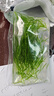 懶懵草水族魚(yú)草孔雀魚(yú)下崽避難所竹節草新手水草好養耐活靜水凈水小魚(yú)缸 竹節草16顆6-10厘米送瓷環(huán) 水袋散裝 曬單實(shí)拍圖