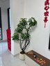 嘆為觀(guān)止大型植物發(fā)財樹(shù)各種大顆盆栽開(kāi)業(yè)喬遷客廳辦公室內好養大型花卉 造型鴨腳木【1.4-1.6米】 含盆 曬單實(shí)拍圖