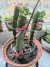 紅心火龍果苗盆栽紅肉地栽庭院陽(yáng)臺南方北方種植果樹(shù)苗當年結果 紅水晶 5年苗當年結果 曬單實(shí)拍圖
