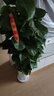 愛(ài)優(yōu)尚大葉綠蘿柱盆栽客廳大型綠植辦公室內除甲醛凈化空氣綠籮源頭直發(fā) 曬單實(shí)拍圖