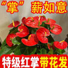 【年宵花大紅掌桌面款】室內綠植好養盆栽四季開(kāi)花吸甲醛凈化空氣 【至少10朵花】特級紅掌+財源滾滾陶瓷盆 曬單實(shí)拍圖