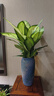 瑪麗安水培植物萬(wàn)年青好養盆栽室內富貴竹辦公室客廳花卉凈化空氣 瑪麗安40-50厘米2棵【不含瓶】 曬單實(shí)拍圖