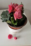 麗格海棠重瓣大花盆栽紅玫瑰室內客廳陽(yáng)臺四季開(kāi)凈化空氣好養花卉 【開(kāi)花爆盆】玫紅色 麗格海棠帶花苞 不含盆 曬單實(shí)拍圖