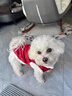 阿莫爾狗狗衣服新年喜慶唐裝冬季小型犬比熊泰迪加絨保暖馬甲小貓咪過(guò)年 繁花似錦【可牽引】 S 曬單實(shí)拍圖