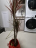 臨雅特級千年木客廳綠植大型植物盆栽造景室內好養七彩鐵龍血樹(shù)落地式 【旗艦款】4-6頭千年木1.3-1.5m+原盆原土 曬單實(shí)拍圖