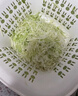WELLMEET包菜刨絲器卷心菜紫圓白菜沙拉切割甘藍日式蔬菜切絲擦絲切片神器 升級加厚款【大號V型】送護手 曬單實(shí)拍圖